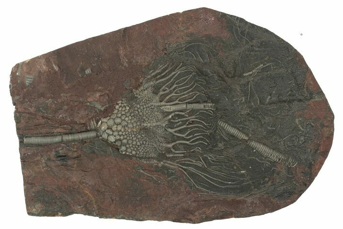 Silurian Fossil Crinoid (Scyphocrinites) Plate - Morocco #230253